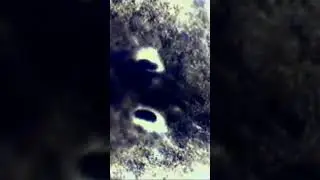 Flatworm eye spots up close #shorts