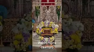 Моя жизнь в монастыре. Кошки Задонского монастыря.