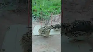 New bird trap - Really easy quail trap using paper  