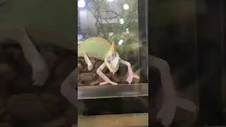 Chameleon Working #chameleon #cute