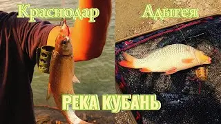 ПОЙМАЛИ ДИКОГО САЗАНА! КУБАНЬ УПАЛА! У кого лучше клёв?