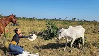 MUITOS BEZERROS NASCENDO NA NOSSA FAZENDA🙏! Vaca brava veio pra cima de mim.