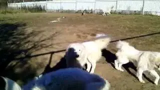 Пиренейская горная собака и Торняк / Great Pyrenees and Tornjak