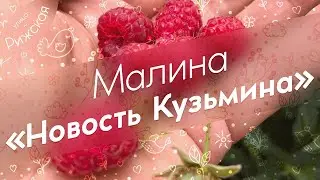 Малина «Новость Кузьмина» 🌿 Обзор раннего сорта малины