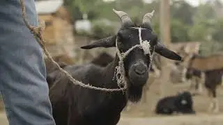 Documental sobre el Estudio económico del mercado fronterizo domínicohaitiano 20142018