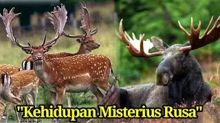 Eksplorasi di Hutan Yang Gemerlap|Kehidupan Misterius Rusa