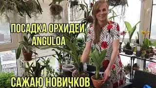 Посадка Орхидеи Anguloa.  Сажаю своих новичков