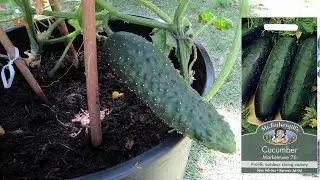 Mr Fothergill's 15883 Marketmore 76 Cucumber Seeds - Review