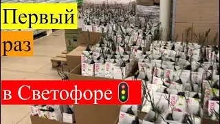 СВЕТОФОР 🚦: обзор товаров для сада и огорода 2024