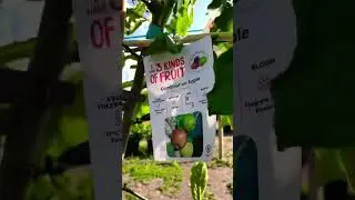 A Good Find 3 Kinds Of Apple in One tree #shorts #applesong #viral #apple #food #trending #fruits