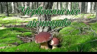Червонянське лісництво