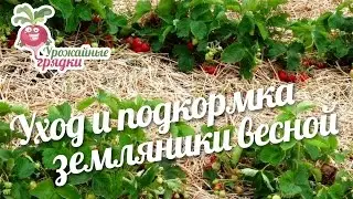 Уход и подкормка земляники весной 