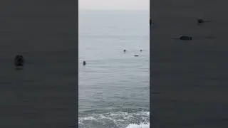 Сивучи в Охотском море! 