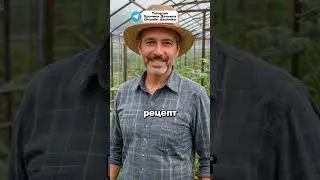 You won't see ants and aphids anymore: the best remedy for pests 