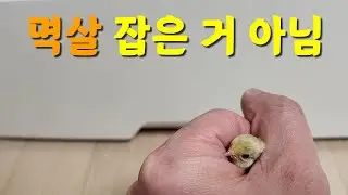 멱살 잡은 거 아님 / 메추리 핸들링