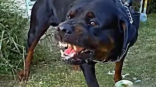 Angry Dogs Compilation!