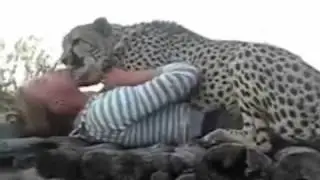 kadının cesaretine bakın çita ile arkadaş