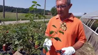 How to prune the roses