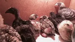Цыплятам 3 недели)