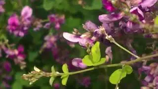 Nature Reel