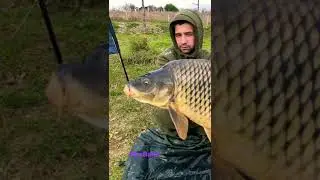 Sazan avı 17.500 kg 🤘🏼