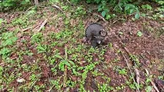 Ruffed Grouse “Injured” Display