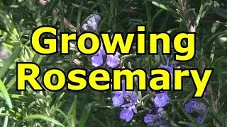Growing Rosemary Herb