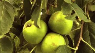 The Orchard: A Memoir