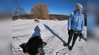 Учебная прогулка в стае собак. Дрессировка щенка немецкой овчарки. Видео