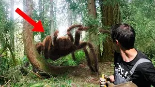 Encuentros Aterradores Con Animales