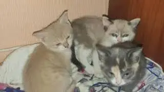 Три котенка (Город Томск) Если вы можете их забрать напишите