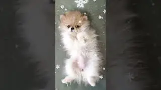 Померанский шпиц Элегия