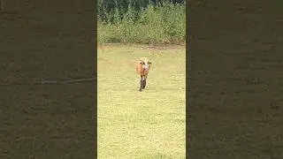 Insektenhotel und ein Schaf 🐑🐑🐑