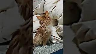 #котик РЕБЯТА ЕСЛИ ЧТО Я ОДИН РАЗ ЭТО СНЕМАЮ ПОТОМУ ЧТО Я ГАЧЕР!