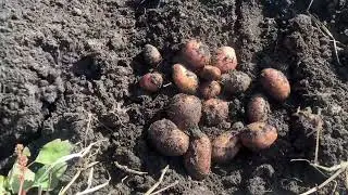 Картофель Гранд. Очень урожайный, хоть и не окученный🫣😜