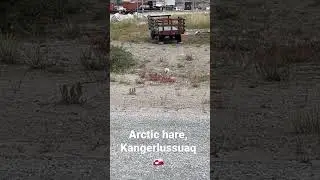 Arctic Hare in Kangerlussuaq