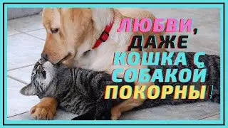 Любовь Кошек и Собак друг к другу! Бывает и такое)