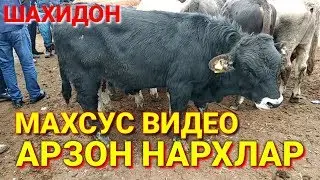 УЗБ Мол Бозори нархлари