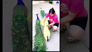 Amazing peacock transport video #peacock #shorts #bollywood #music #hindisong