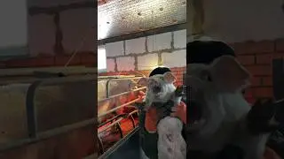 ГОБЛИНЫ НА ХУТОРЕ))))😂😂😂😂 