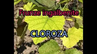 De ce se ingalbenesc frunzele vara - cloroza #ingrijireaflorilor