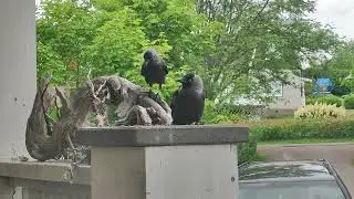 Who is the boss?