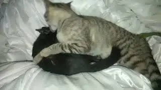 kucing lucu 💞 kucing hitam memadu kasih