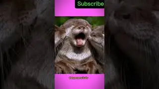 Wait for the pose