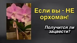 Don't throw away the orchid you gave me! It will bloom!🔥🌸