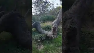 Knezevici, opstina Budva ( конец дороги)