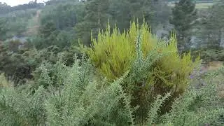 Tras el conejo de monte con perros de rastro (beagles)