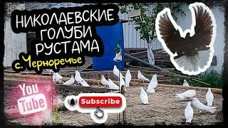 Николаевские голуби. В гостях у Рустама. с.Черноречье Самарская область.2024