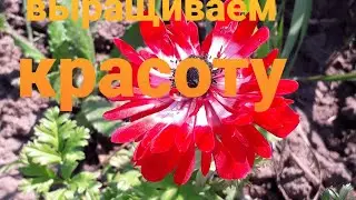 Проращивание ранкулюса, анемона, тигридии