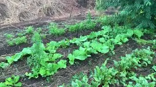 Organic Farming vs Conventional Farming